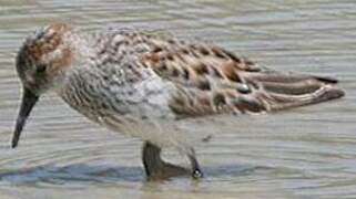 Western Sandpiper