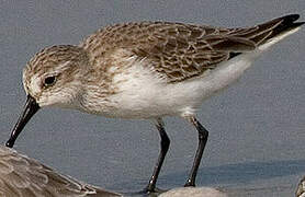 Western Sandpiper