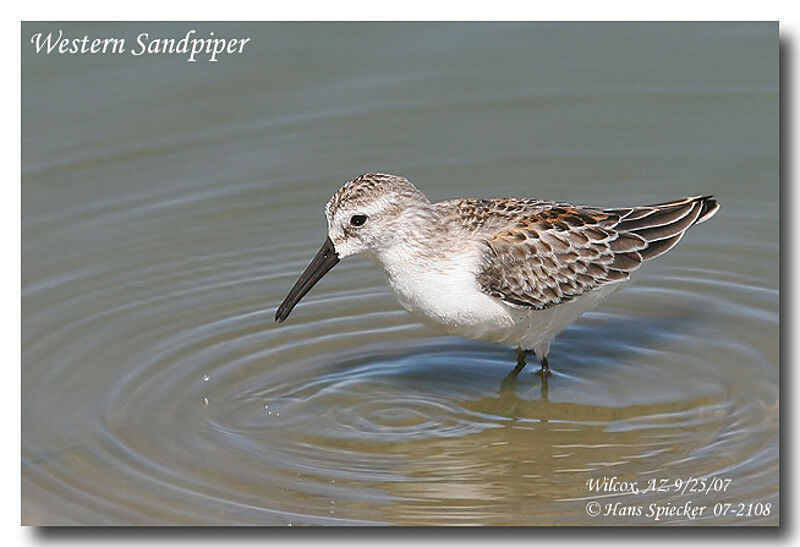 Western Sandpiperadult post breeding