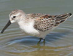 Western Sandpiper