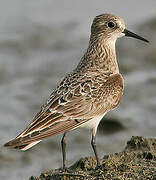 Baird's Sandpiper