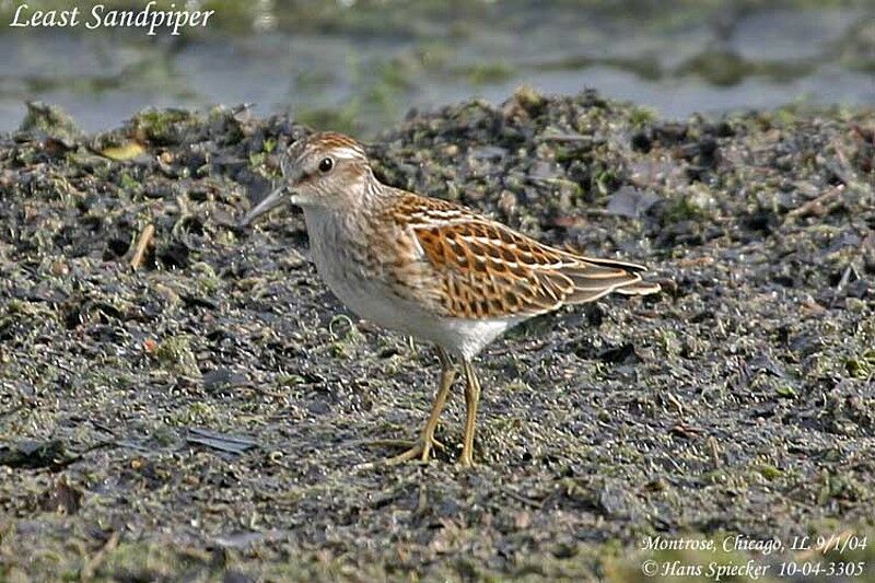 Least Sandpiper