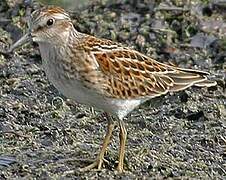 Least Sandpiper