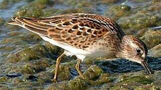 Least Sandpiper