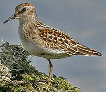 Least Sandpiper