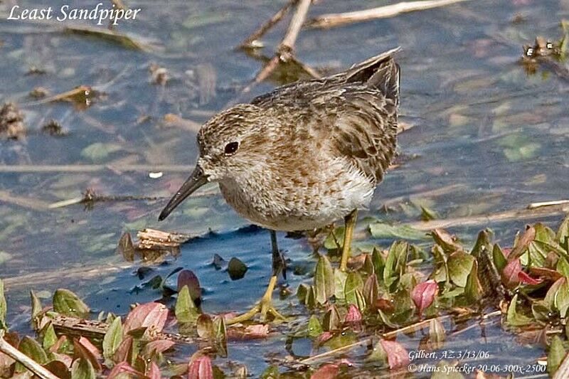 Least Sandpiper