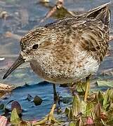 Least Sandpiper