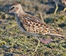 Least Sandpiper