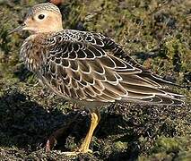 Buff-breasted Sandpiper