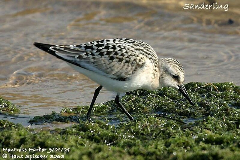 Bécasseau sanderling