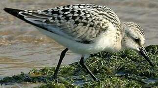 Bécasseau sanderling