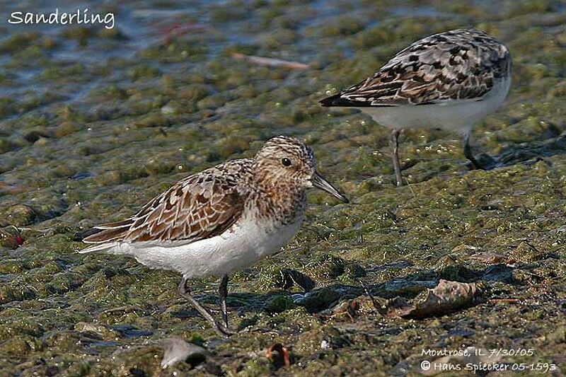 Bécasseau sanderling