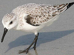 Sanderling