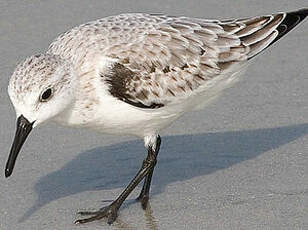 Bécasseau sanderling