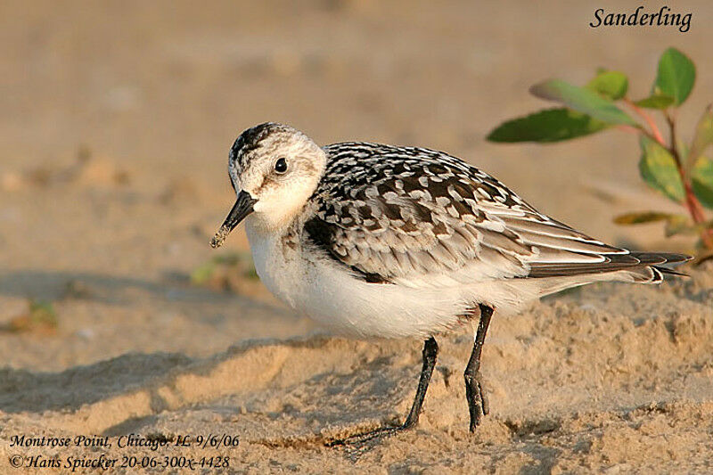 Bécasseau sanderling1ère année