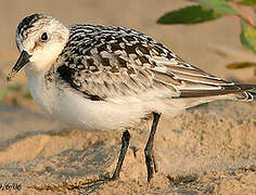 Bécasseau sanderling