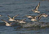 Bécasseau sanderling