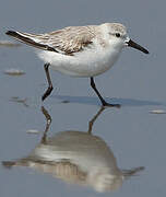 Bécasseau sanderling