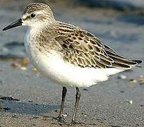 Semipalmated Sandpiper