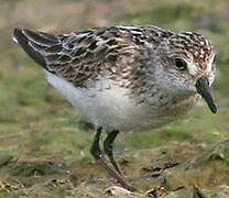 Semipalmated Sandpiper