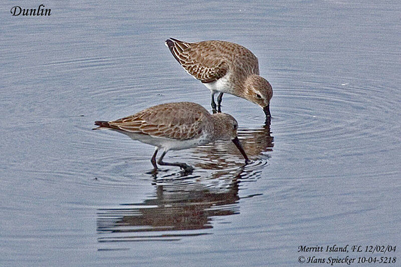 Dunlin