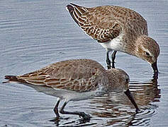 Dunlin