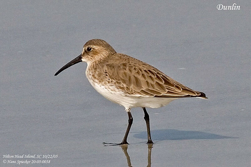 Dunlin