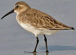 Dunlin