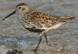 Dunlin