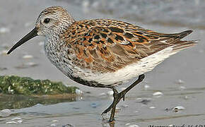 Dunlin