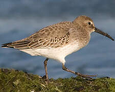 Dunlin