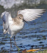 Dunlin