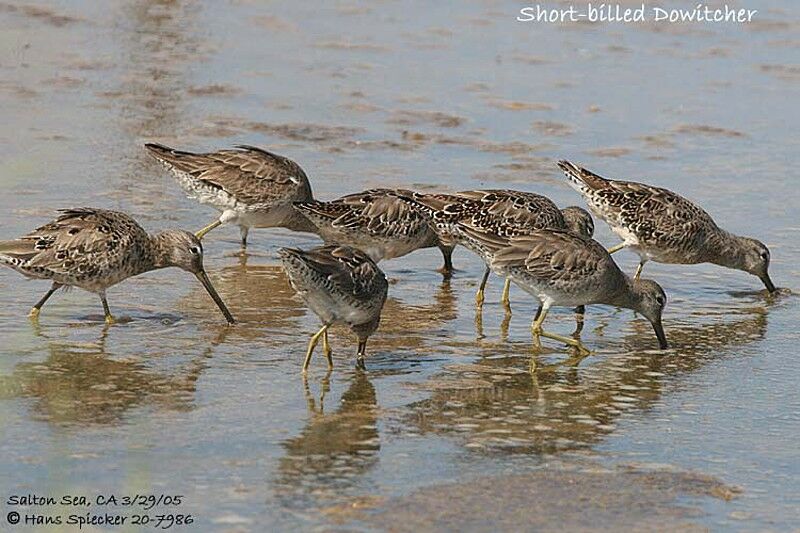 Short-billed Dowitcher