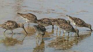 Short-billed Dowitcher