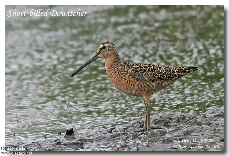 Short-billed Dowitcheradult breeding, identification