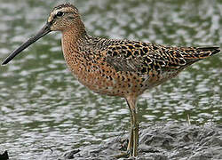 Short-billed Dowitcher