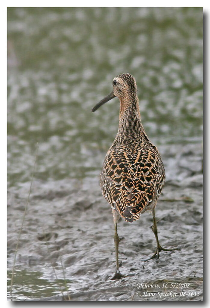 Short-billed Dowitcheradult breeding