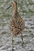 Short-billed Dowitcher