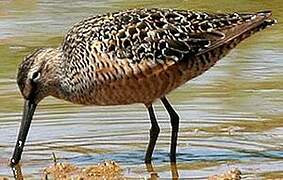 Long-billed Dowitcher