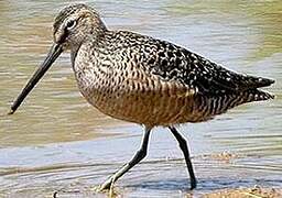 Long-billed Dowitcher