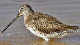 Long-billed Dowitcher