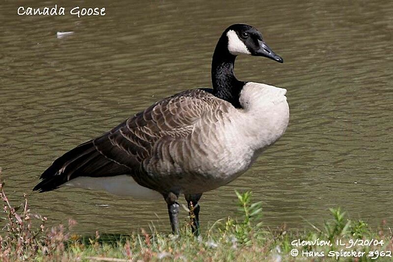 Canada Goose