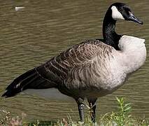 Canada Goose