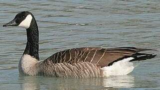 Canada Goose