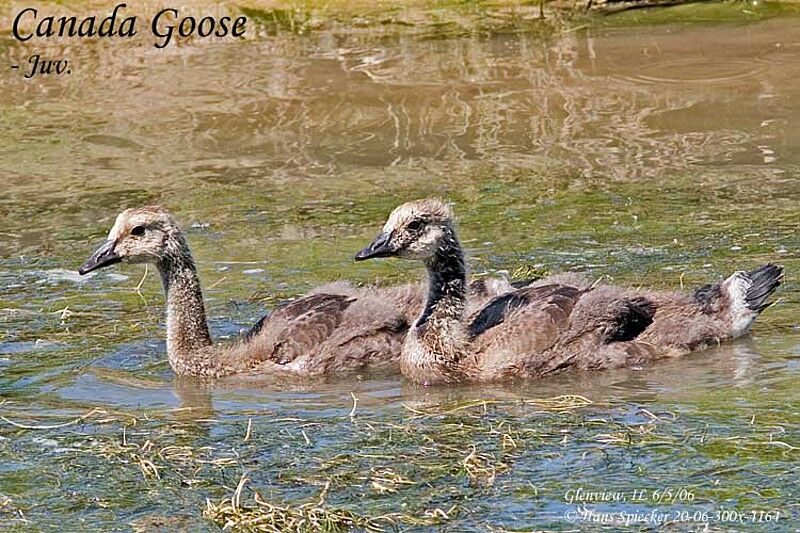 Canada Goosejuvenile