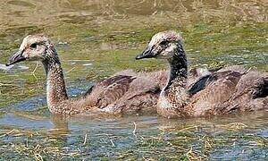 Canada Goose