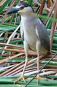 Black-crowned Night Heron