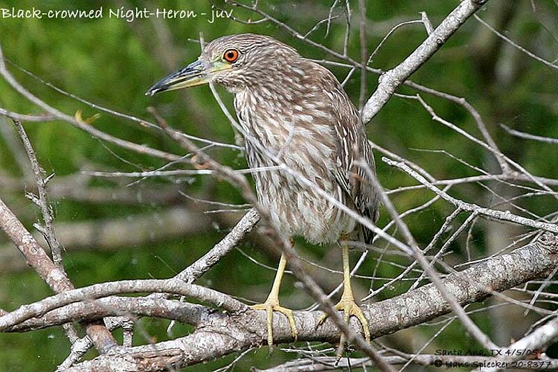 Black-crowned Night Heron