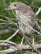 Black-crowned Night Heron