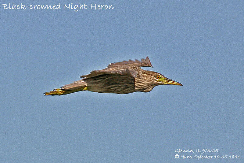 Black-crowned Night Heron